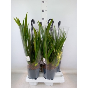 Cymbidium  'Ice Cascade'