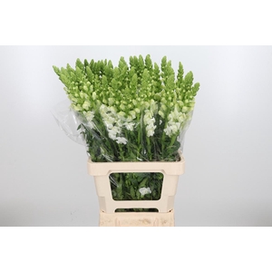 Antirrhinum Majus Potomac White