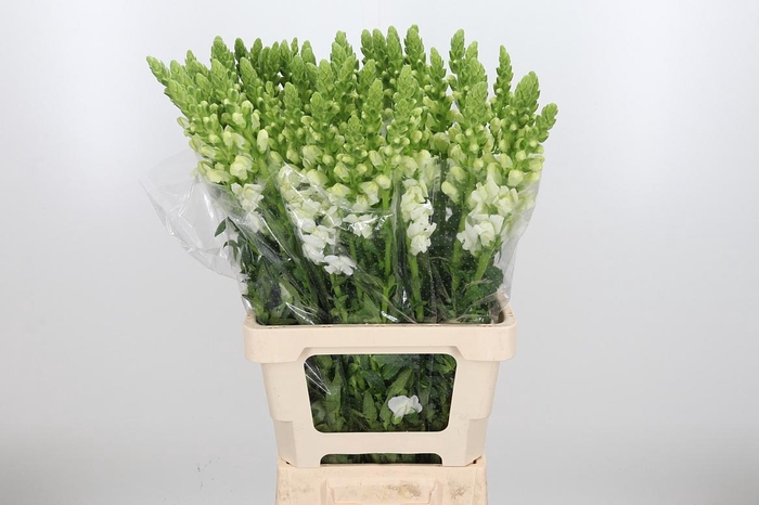 <h4>Antirrhinum Majus Potomac White</h4>