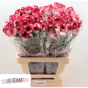 Di St Bacarat EMF