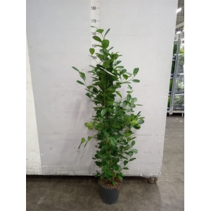 Ficus microcarpa 'Moclame'