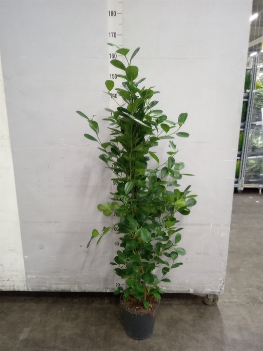 <h4>Ficus microcarpa 'Moclame'</h4>