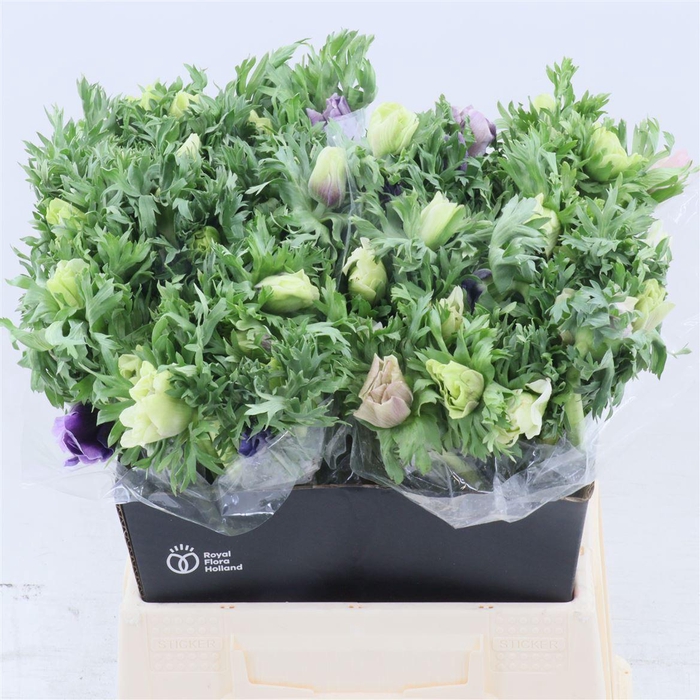 <h4>Anemone Fullstar Pastel Mix</h4>