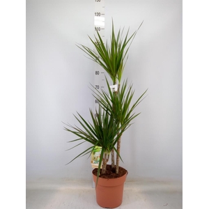 Dracaena marg.