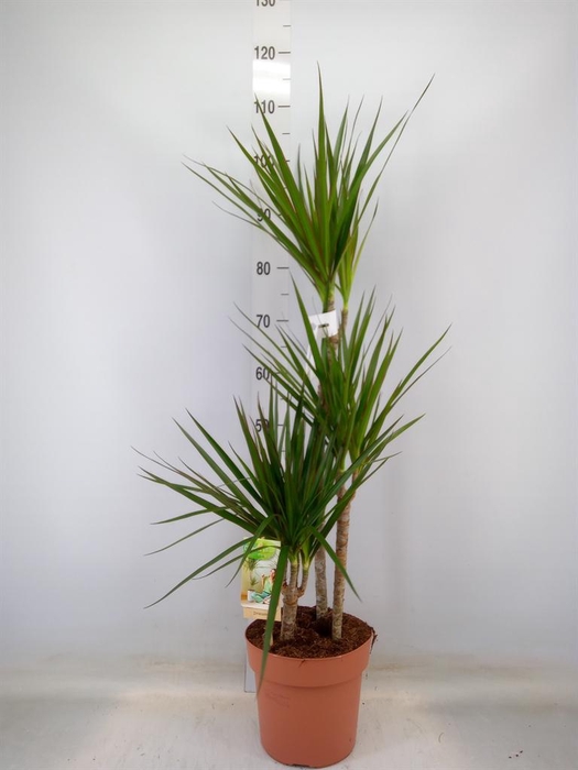 <h4>Dracaena marg.</h4>