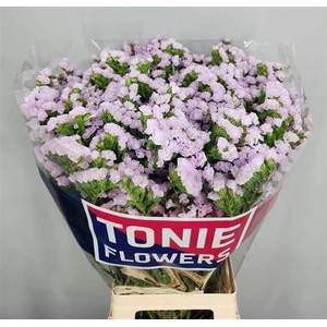 Lim S Tessa Lavender