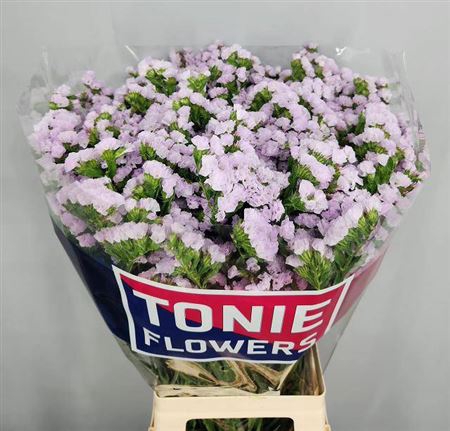 <h4>Lim S Tessa Lavender</h4>