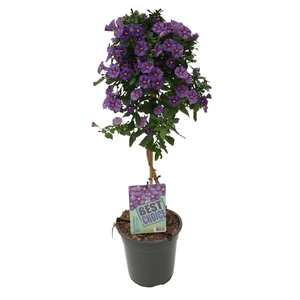 Solanum (Lycianthes) Blue Fountain