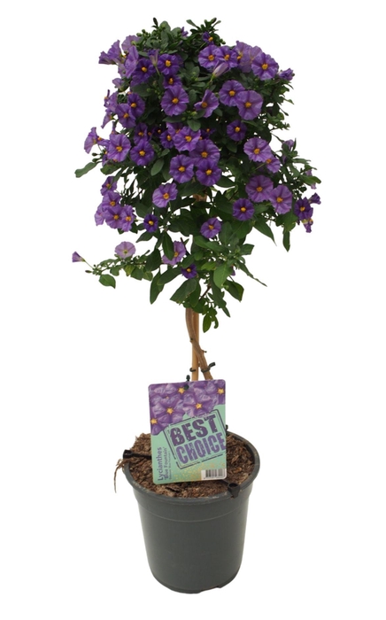 <h4>Solanum (Lycianthes) Blue Fountain</h4>