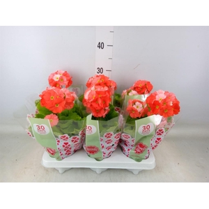 Primula obcon. 'Touch Me Dk Orange'