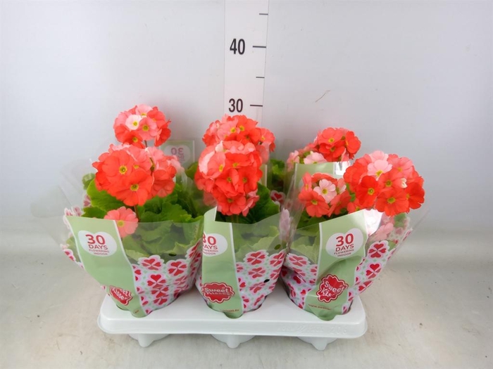 <h4>Primula obcon. 'Touch Me Dk Orange'</h4>