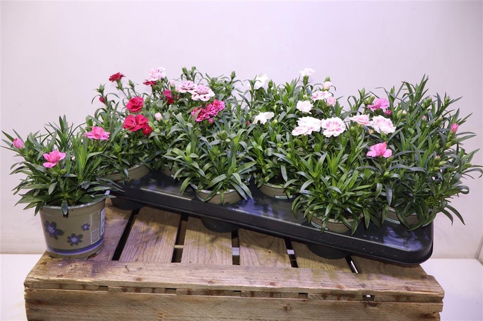 <h4>arr8 Dian Oscar</h4>