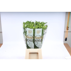 UG MC Hofland - Volante