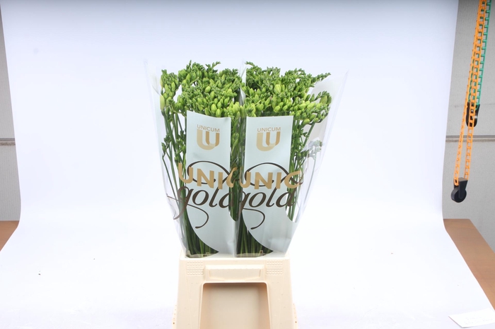 <h4>UG MC Hofland - Volante</h4>