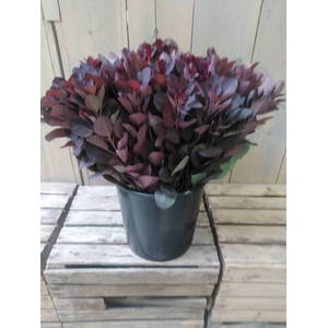 COTINUS