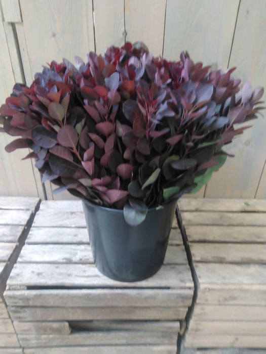 <h4>COTINUS</h4>
