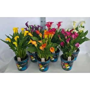 Zantedeschia 19cm potcover Blauw - mix
