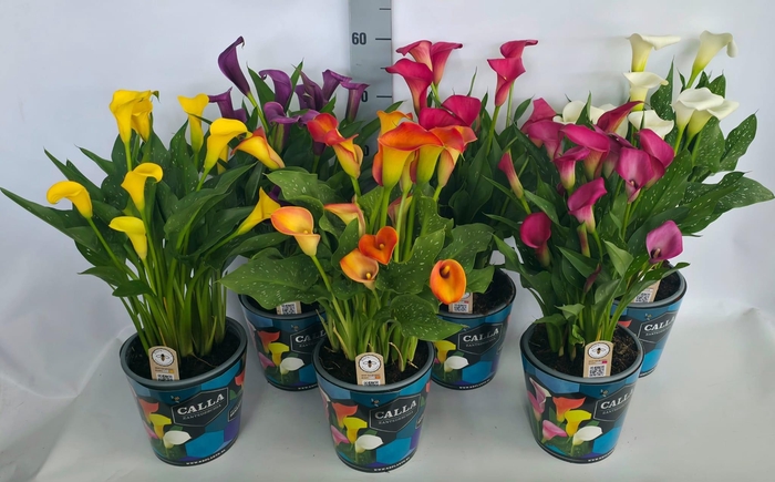<h4>Zantedeschia 19cm potcover Blauw - mix</h4>