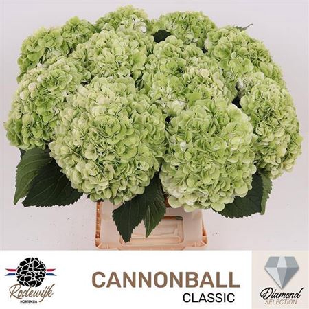 <h4>Hydr M Cannonball Cl</h4>