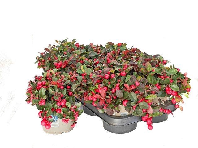 <h4>GAULTH PR BIG BERRY P13</h4>