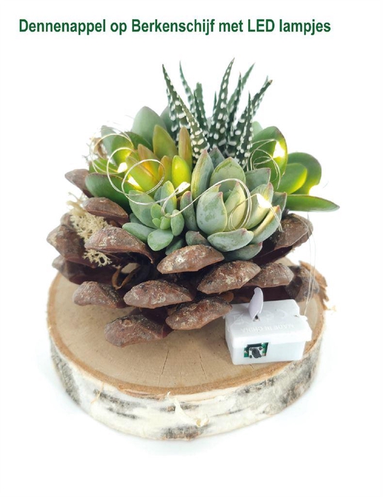 <h4>Arr.  Succulents L%</h4>