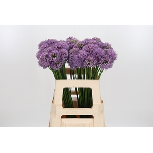 Allium Senescens