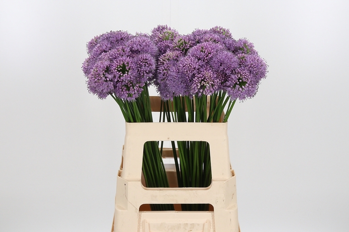 <h4>Allium Senescens</h4>