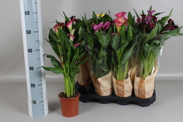 <h4>ZANT GEM 5 KL</h4>