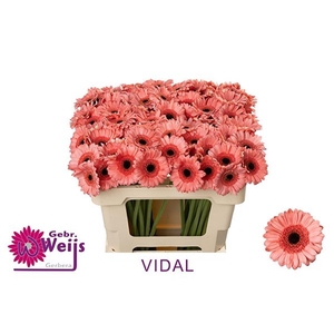 GERBERA MI 'VIDAL'