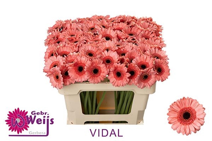 <h4>GERBERA MI 'VIDAL'</h4>