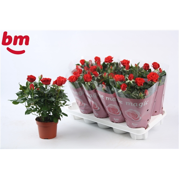 <h4>Rosa Red Beau Monde (12 cm)</h4>