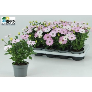 OSTEO C D S PINK IMP