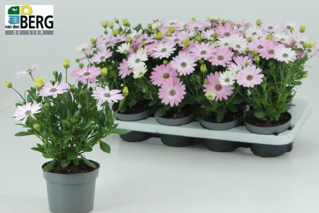 <h4>OSTEO C D S PINK IMP</h4>