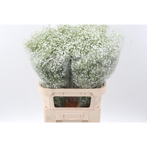 Gypsophila pan White Victoria