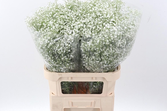 <h4>Gypsophila pan White Victoria</h4>