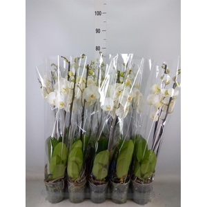 Phalaenopsis   ...