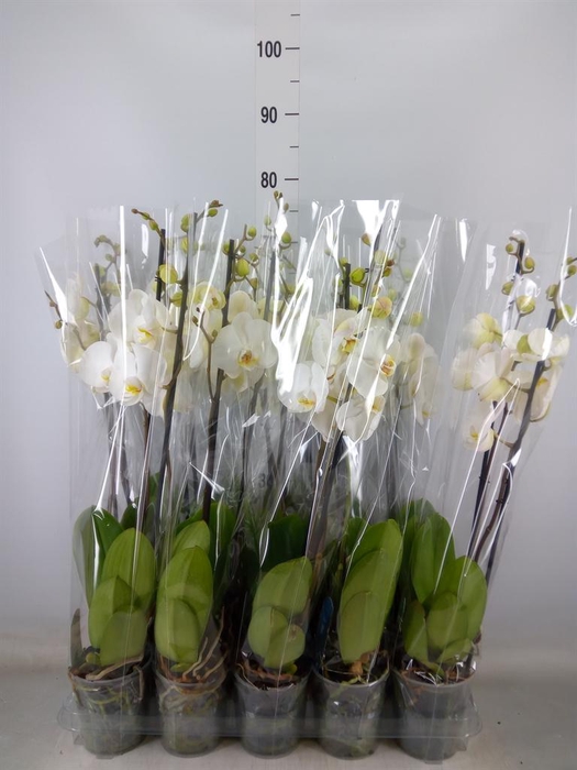 <h4>Phalaenopsis   ...</h4>