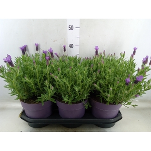 Lavandula stoec. 'Anouk'