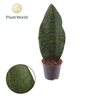 Sansevieria overig