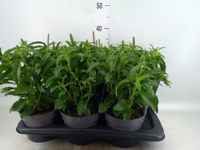 <h4>Veronica spicata 'Anniversary Rose'</h4>