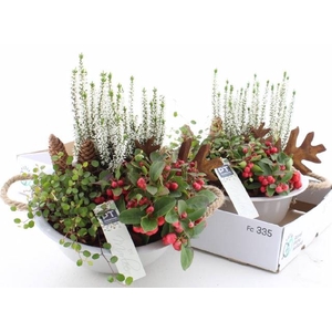 ARR TUINPLANTEN