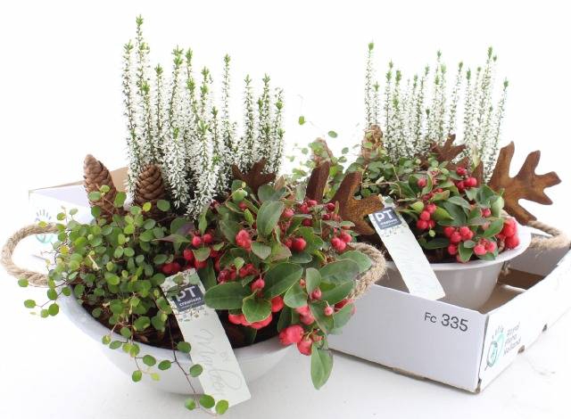 <h4>ARR TUINPLANTEN</h4>