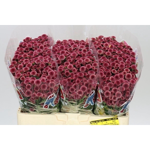 Sant Mad Cherry Tyolo