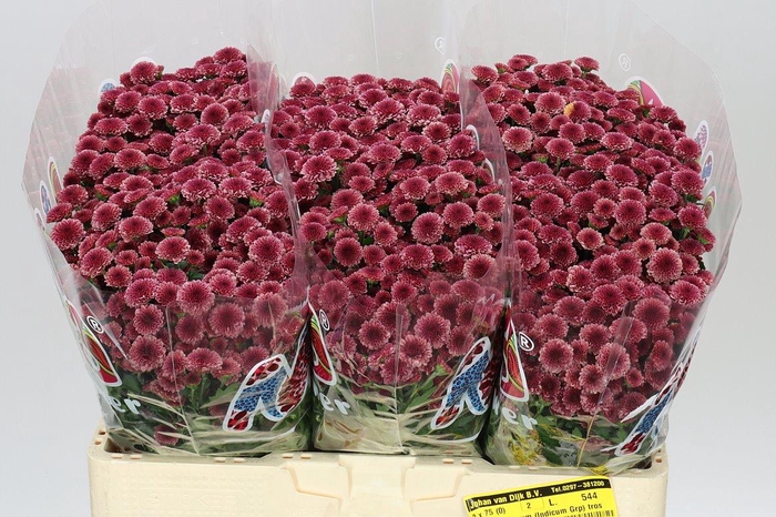 <h4>Sant Mad Cherry Tyolo</h4>