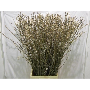 Salix Wilgenkatjes