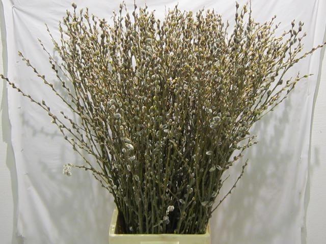 <h4>Salix Wilgenkatjes</h4>