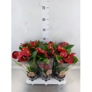 Anthurium  'Diamond Red'