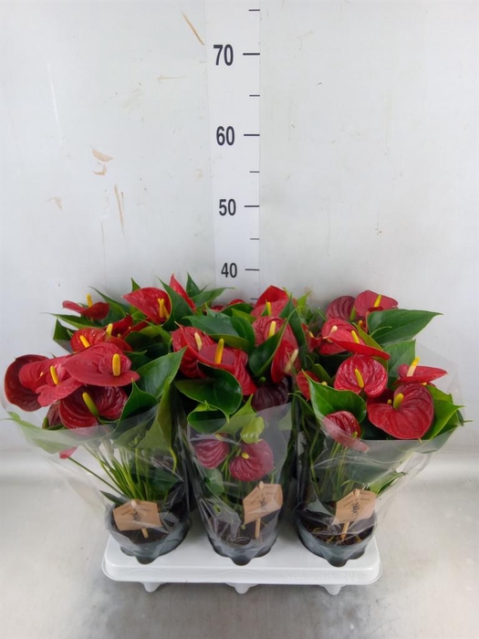 <h4>Anthurium  'Diamond Red'</h4>