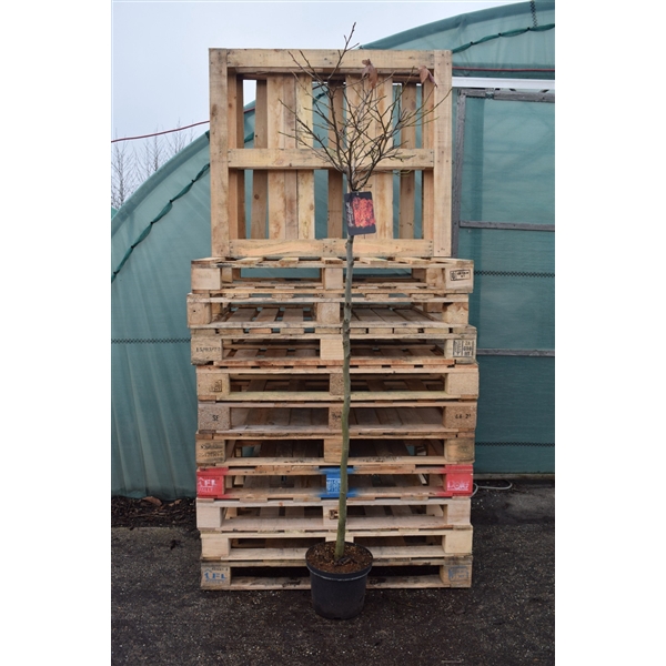 <h4>Liquidambar styraciflua 'Gumball' 150</h4>