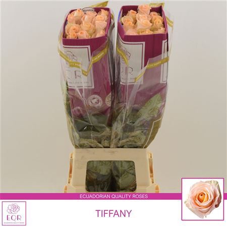 <h4>Rosa large flowered Tiffany!</h4>